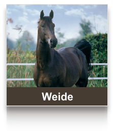 sel_weide.png