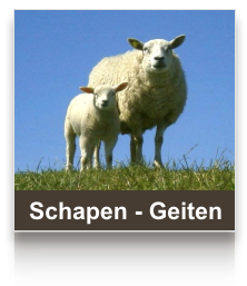 sel_schapen.png